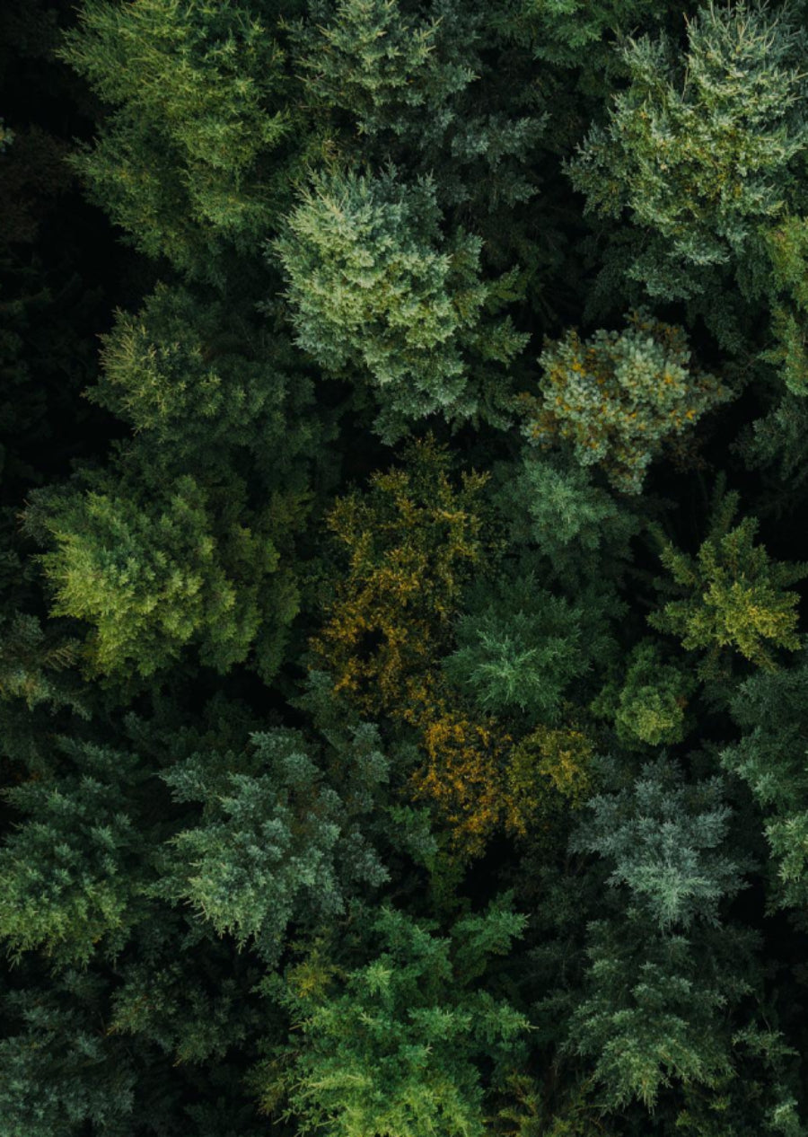 HESTIA photo of forest from above