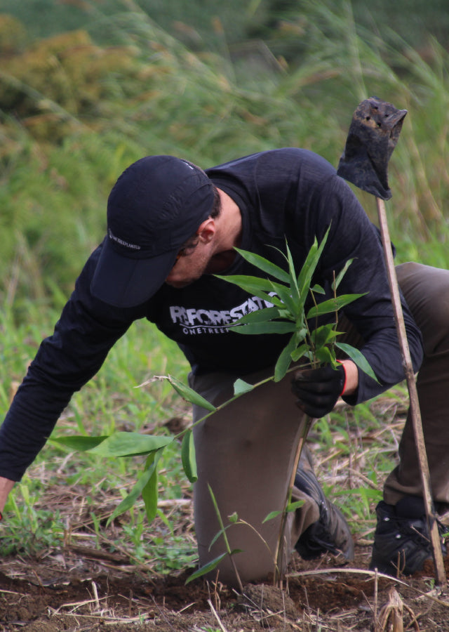 One Tree Planted reforestation partner with HESTIA
